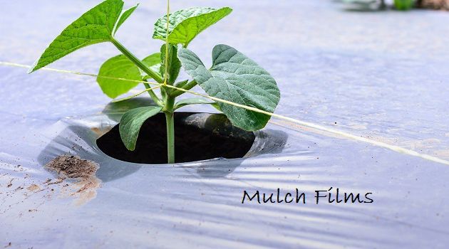 Mulch Film Market to Register Healthy 6.4% CAGR During 2019-2024