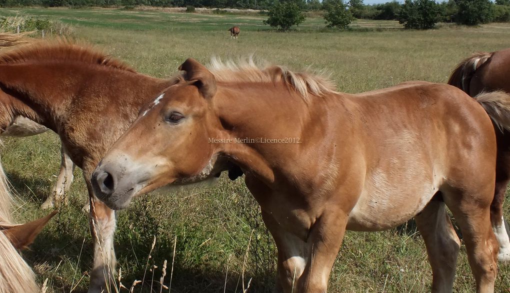 Album - Photos-anes--chevaux-