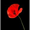 coquelicot