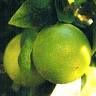 gel douche bergamote-citron vert