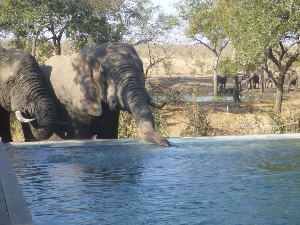 Safari en afrique : chez les animaux