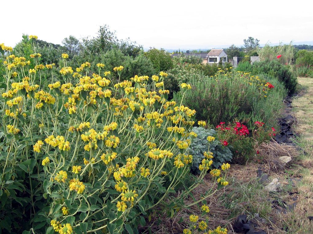 Les plantes et fleurs de mon jardin