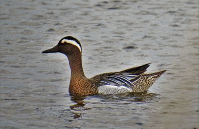 La Sarcelle d'été