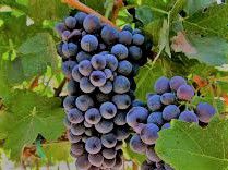 #Red Barbera Wine Producers New Jersey Vineyards