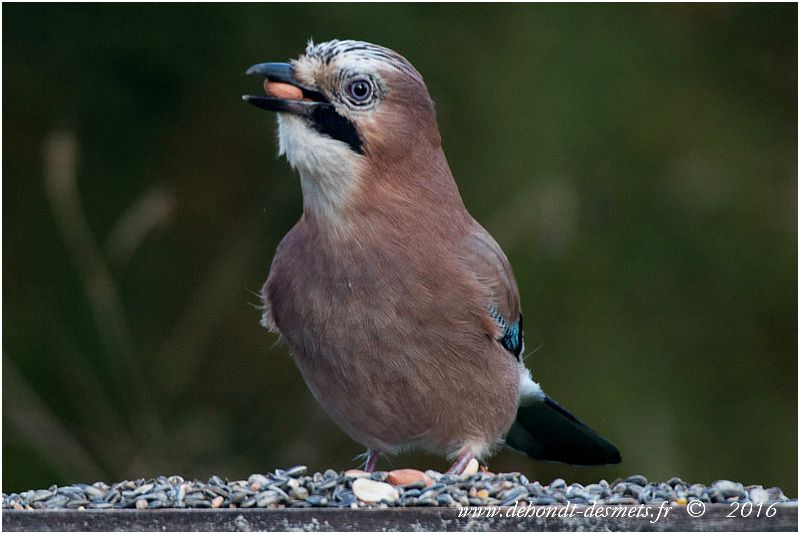 Dans notre jardin,  le Geai des chênes apprécie beaucoup les cacahuètes !