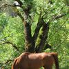 Un joli petit cheval... marron !