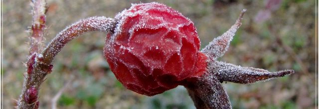 Givre