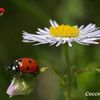 En effeuillant la marguerite ! je vous dis je vous aime un peu ,passionnément , beaucoup