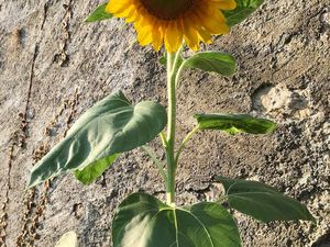 La balade des tournesols heureux