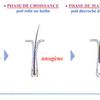 L'épilation définitive / épilation de longue durée - Types et croissances du poil