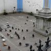 Pigeons je vous hais