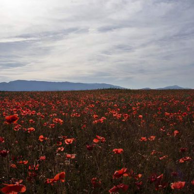 Beau paysage.de Provence avec ce champs de coquelicots rouges..