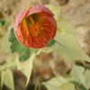 Abutilon strié - Abutilon pictum