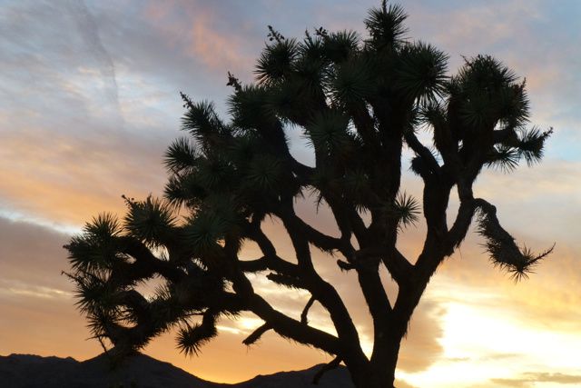 Anza Borrego