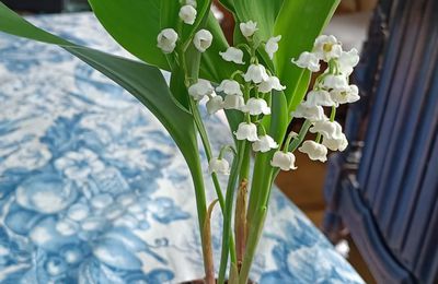 Savez vous planter du muguet ? 