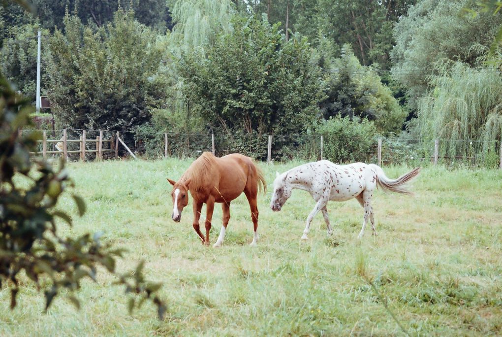 Les chevaux de LA SIMIOUNE (Près de BOLLENE dans le VAUCLUSE)