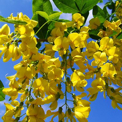 Saint-John Perse (2)