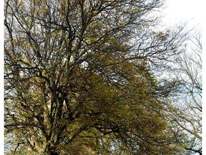 Les arbres reprennent possession du terrain