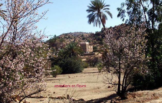 la fête des amandiers à TAFRAOUTE