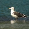 2 Larus marinus, 09.10.06