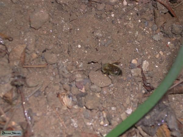 Au hasard de mes promenades.. des petites bêtes ou des grosses, sauvages ou domestiques.