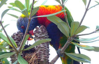 Nos derniers jours en Australie (19 et 20 janver)