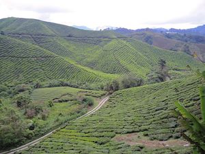 Des plantations de thé à perte de vue