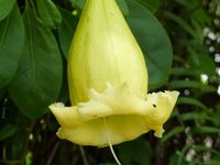 Fleur du jour (27) - Le &quot;bol d'or&quot;
