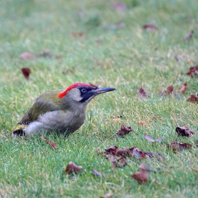 Vendredi 6 janvier, balade le long de la Nieppe et en forêt.