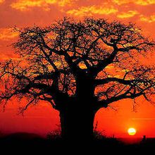 « Si le baobab existe encore, c’est qu’il n’a jamais cherché à résister au vent  » proverbe bambara, Mali