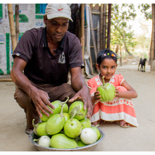 L'aubergine Bt conquiert le marché et l'acceptation des agriculteurs au Bangladesh, selon une étude