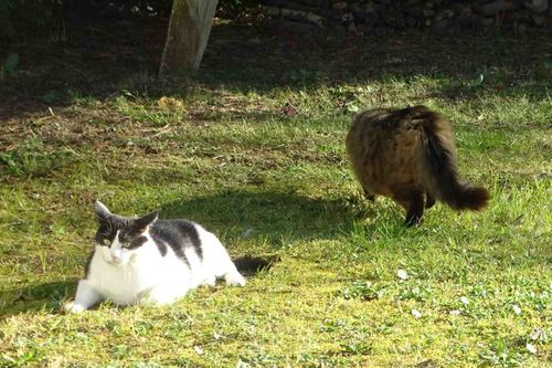J Aime Les Chats Bejar Passion