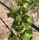#Rubienne Producers South Australia Vineyards 