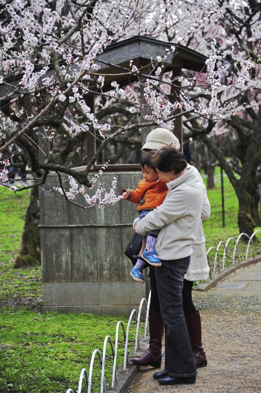 nous sommes dans le mois des pruniers en abricotiers en fleurs.tournoie de sumo et petit défilé de kimono danse de maiko