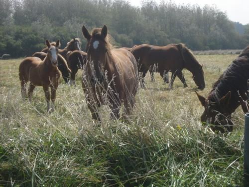 Quelques photos emprunt&eacute;es sur le site du poney ranch et sur les blog des cavali&egrave;res