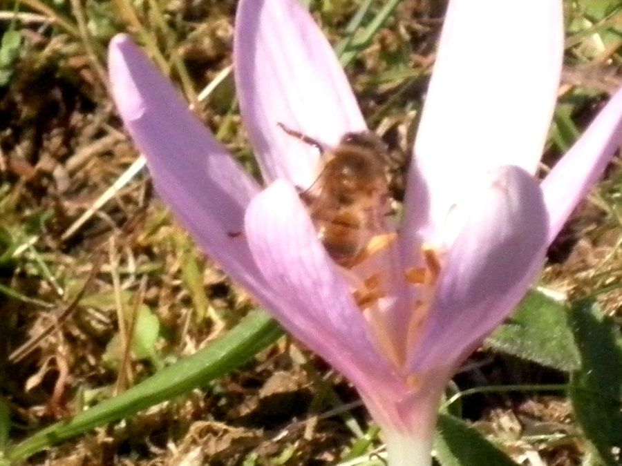 principales fleurs proches de nos ruchers