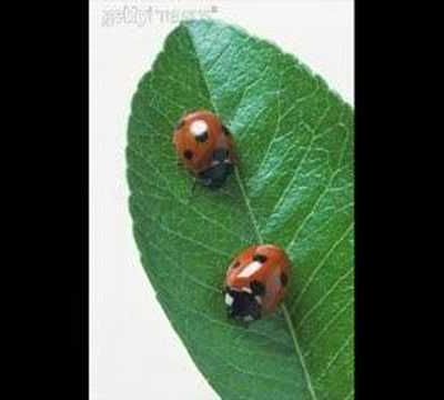 Une petite coccinelle 