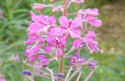 Les vidéos de mon jardin : Les épilobes