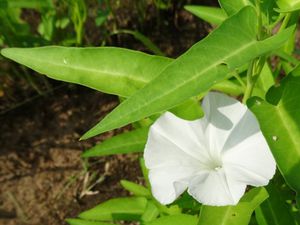 L'occasion pour les vacanciers de découvrir entre autre les rizières, les liserons d'eau qui ont une place importante dans l'alimentation locale, les vaches aux grandes oreilles et les geckos au cri bien caractéristique.