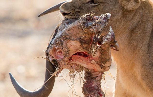 geographicwild:.
Photo by @rayhstone All that remains of a wildebeest. #wildeyesa #shentonsafaris #nature #gamedrive #wildlife #rayhstone  #wildlifephotography #wildlife_vision #wildlifeaddicts