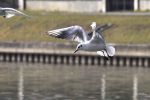 Mouette rieuse en plein vol