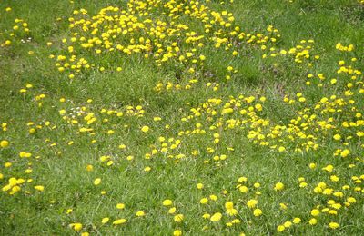 Fleurs des champs