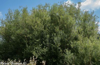 Le Saule drapé, Saule blanchâtre (Salix eleagnos)