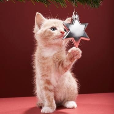 Une Belle Vie De Chat Le Blog 100 Chat