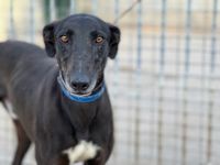 chien levrier d'espagne a l'adoption chez sos chiens galgos