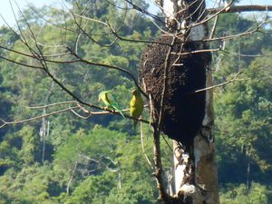 COSTA RICA - accueil touristique dans la jungle - &quot;Bolita&quot;