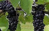 #Baco Noir Producers Ohio Vineyards