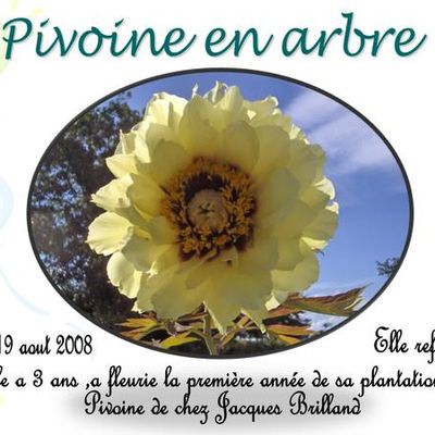 6 - Pivoine en arbre