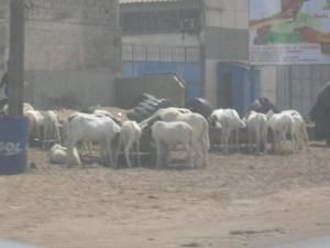 Album - SENEGAL