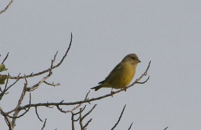 carduelis chloris